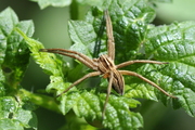 Pisaura mirabilis