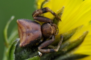 Pistius truncatus