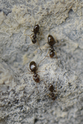 Plagiolepis