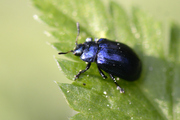 Plagiosterna aenea