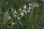 Platanthera bifolia
