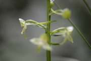 Platanthera chlorantha