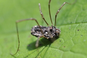 Platybunus
