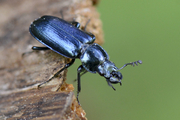 Platycerus caraboides