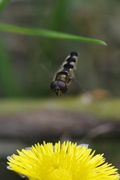 Platycheirus albimanus