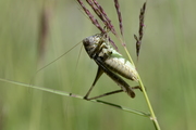 Platycleis albopunctata
