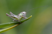 Platycleis albopunctata