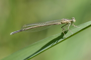 Platycnemis pennipes