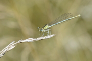 Platycnemis pennipes