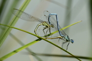 Platycnemis pennipes