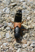 Platydracus stercorarius