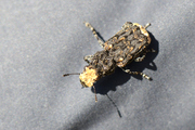 Platyrhinus resinosus