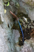 Plestiodon