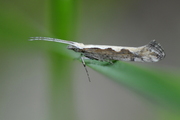 Plutella xylostella