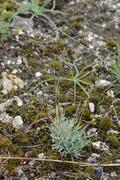 Poa badensis