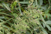 Poa bulbosa