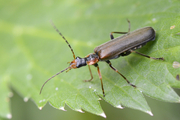 Podabrus alpinus
