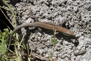 Podarcis muralis