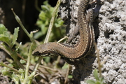 Podarcis muralis