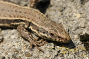 Podarcis muralis