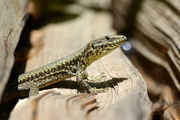 Podarcis muralis