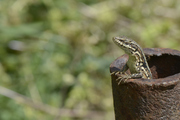 Podarcis muralis