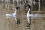 Podiceps cristatus