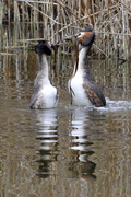 Podiceps cristatus