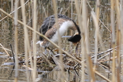 Podiceps cristatus