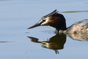 Podiceps cristatus
