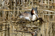 Podiceps cristatus