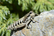Podisma pedestris
