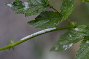 Podosphaera filipendulae
