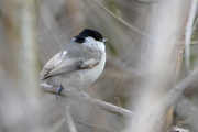 Poecile palustris