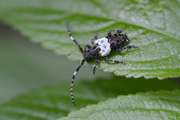 Pogonocherus hispidulus