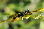 Polistes gallicus