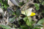 Polygala chamaebuxus