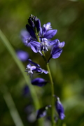 Polygala