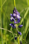 Polygala vulgaris