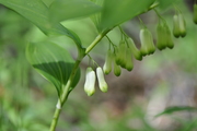 Polygonatum multiflorum