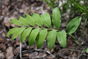 Polygonatum multiflorum