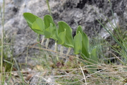 Polygonatum odoratum