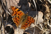 Polygonia c-album