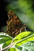 Polygonia c-album