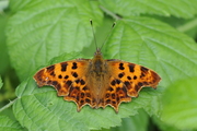 Polygonia c-album