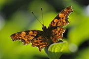 polygonia-c-album005.jpg