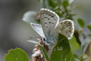 Polyommatus coridon