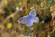 Polyommatus icarus
