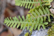 Polypodium vulgare
