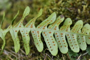 Polypodium vulgare